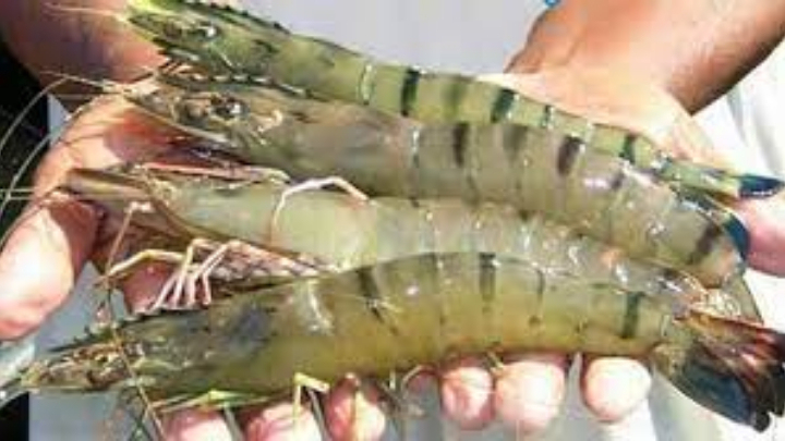 Bagda shrimp is now owned by Bangladesh